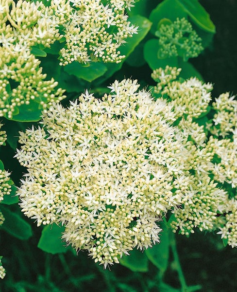 Sedum spectabile 'Iceberg', Fetthenne, weiß, ca. 9x9 cm Topf