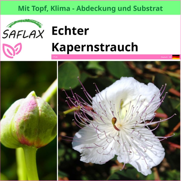 Echter Kapernstrauch im Topf mit Klima Abdeckung und Substrat