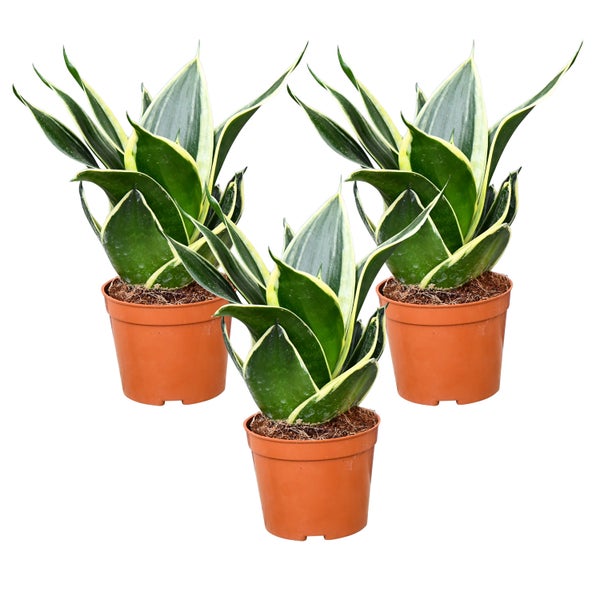 Babypflanze Drillinge Bogenhanf | 3x Sansevieria laurentii im 9 cm Topf | pflegeleichte Zimmerpflanze | luftreinigende Büropflanze