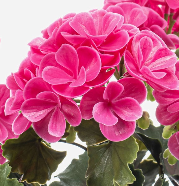 Nahaufnahme von pinken künstlichen Geranienblüten mit grünen Blättern.