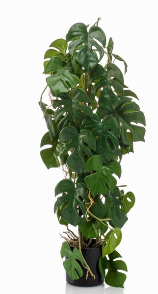 Nahaufnahme einer Calla Blüte mit markantem gelbem Blütenkolben.