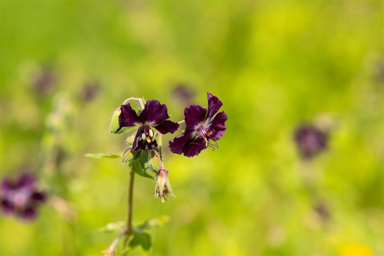 Geranium phaeum, Storchschnabel, violett, ca. 9x9 cm Topf