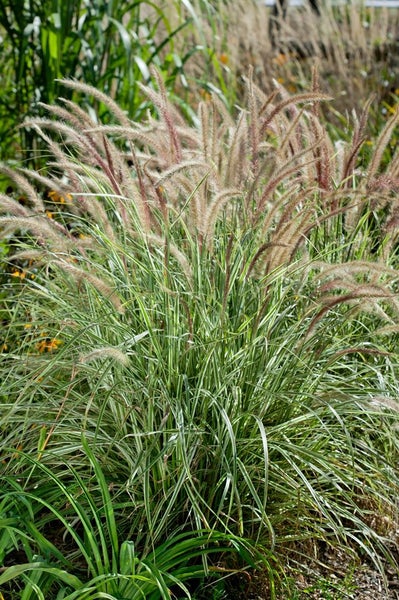 Nahaufnahme von Ziergräsern im Garten