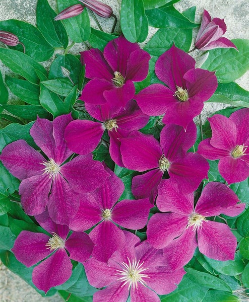 Clematis Hybride 'Star of India', violett, 60–100 cm