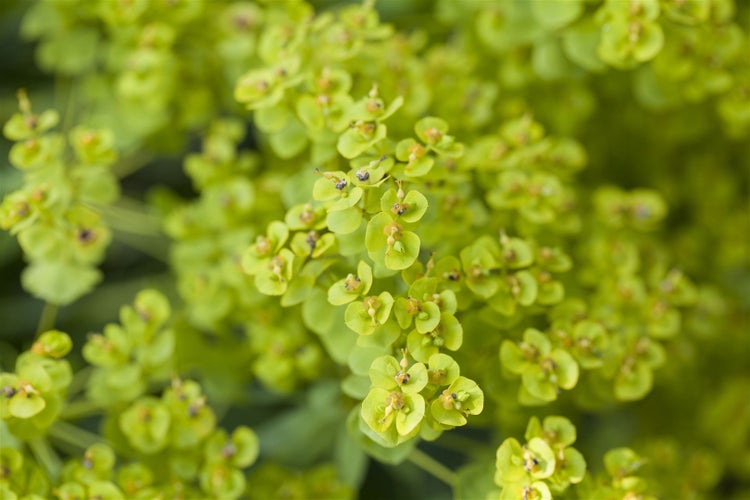 Euphorbia seguieriana ssp. niciciana, ca. 9x9 cm Topf, dekorativ