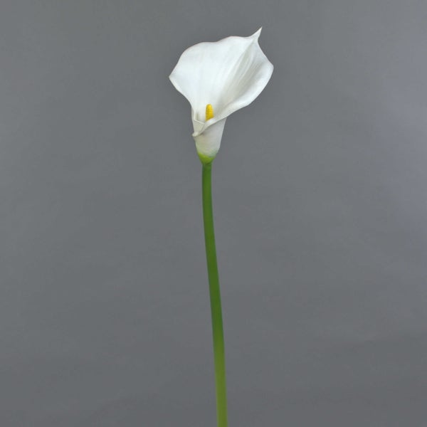 Weiße Calla-Blüte mit gelbem Kolben und grünem Stiel.