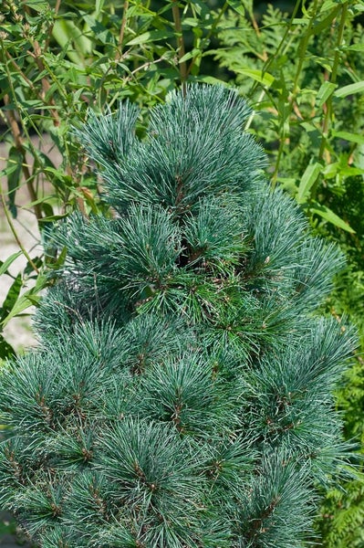 Pinus cembra, Zirbelkiefer, 100–125 cm, immergrün