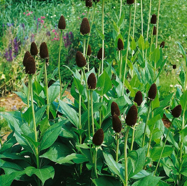Rudbeckia occidentalis 'Green Wizard', schwarz-grün, ca. 9x9 cm Topf