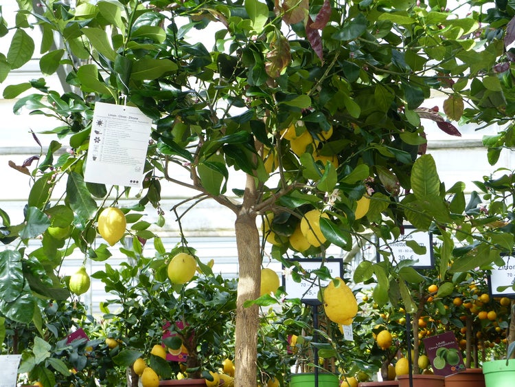 Zitrus Zitronenbaum 200 - 230 cm Zitrone Citrus Limon Zitruspflanze - purer Zitrusduft