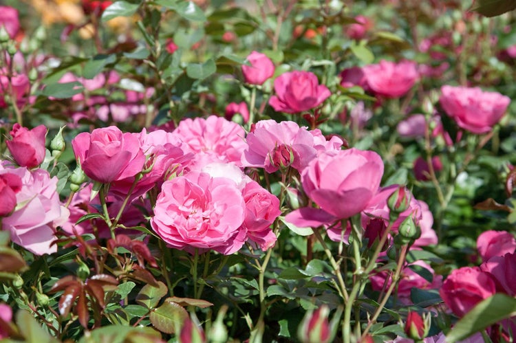 Rosa 'Play Rose', Rose, pink, 5-7,5 Liter Container