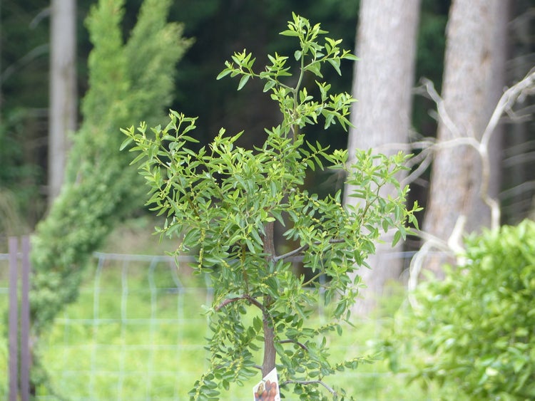 chin. Dattel 150 - 170 cm Dattelbaum 5 - 8 cm Stammumfang, Ziziphus jujuba,
