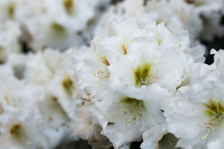 Rhododendron yak. 'Bohlken's Snow Fire', weiß-rot, 40–50 cm