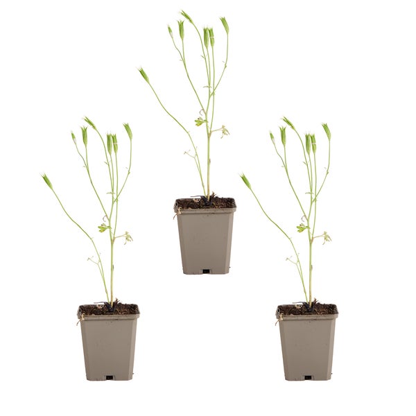 Drei Akelei Pflanzen in Töpfen