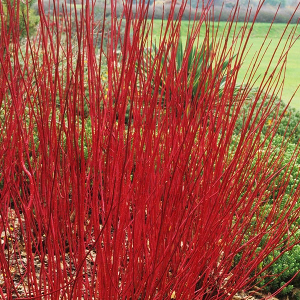 Hartriegelbusch mit roten Ästen im Garten