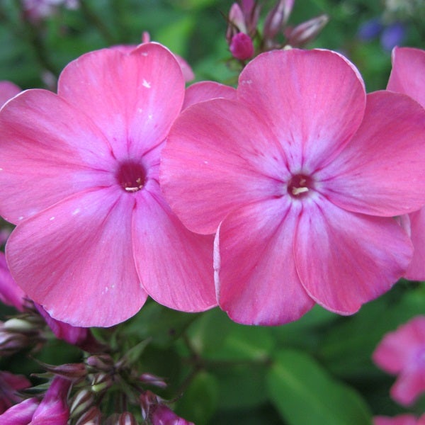 Nahaufnahme von rosa Flammenblumen
