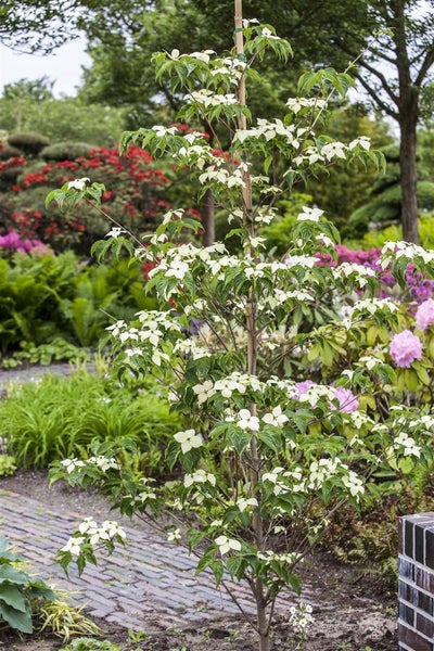 Cornus kousa chinensis 'China Girl', Chinesischer Blumen-Hartriegel, 40–60 cm