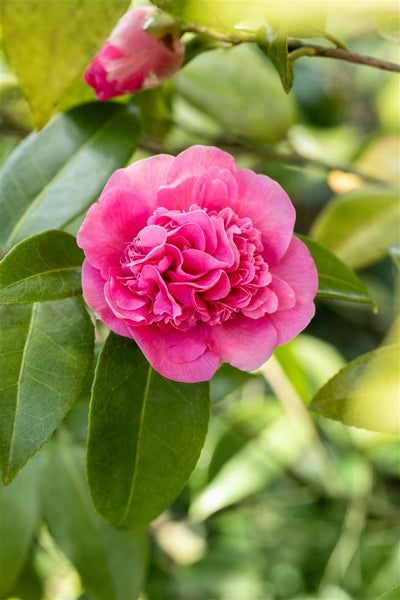 Camellia x williamsii 'Debbie', Kamelie, rosa Blüten, 40–60 cm