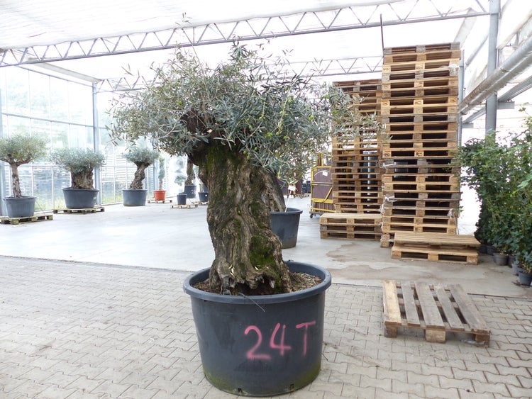 exakt dieser Baum Nr. 24T, 230 cm, Olivenbaum, Bonsai, knorrige alte urige Olive winterhart