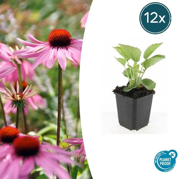 Zwölf Stück Roter Sonnenhut Echinacea purpurea in Anzuchttöpfen, On the way to Planet Proof zertifiziert.