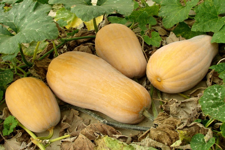 SAFLAX Garden to go - BIO - Kürbis - Butternut - Cucurbita moschata - 6 Samen - Mit Topf, Klima - Deckel und Anzuchtsubstrat