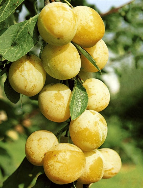 Prunus domestica 'Zwergobst', Terrassenobst, 40 cm Stammhöhe