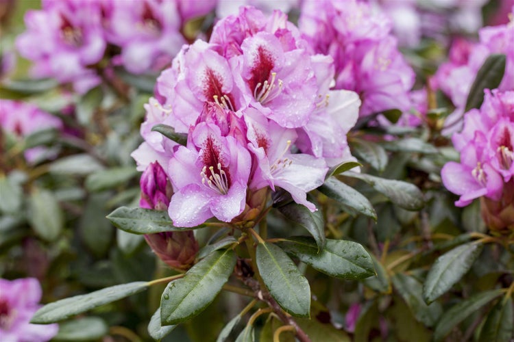 Rhododendron Hybr. 'Diadem', Rhododendron, rosa Blüten, 30–40 cm