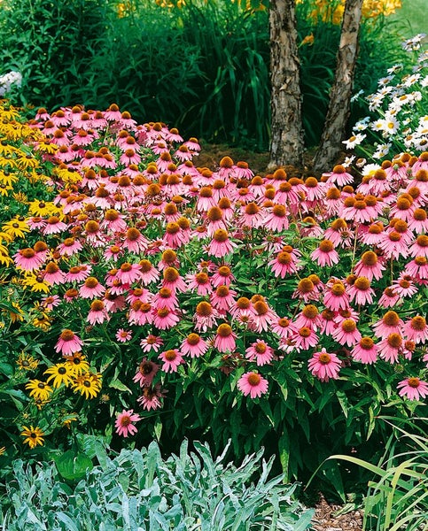 Echinacea purpurea 'Kim's Knee High', Sonnenhut, rosa, ca. 11x11 cm Topf