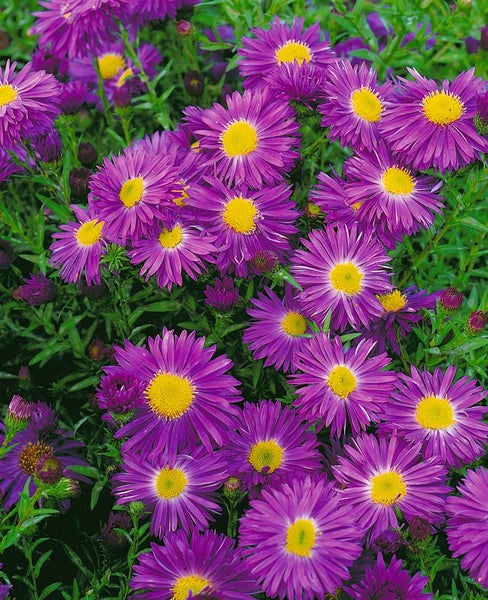 Aster novi-belgii 'Violetta', Glattblatt-Aster, violett, ca. 11x11 cm Topf