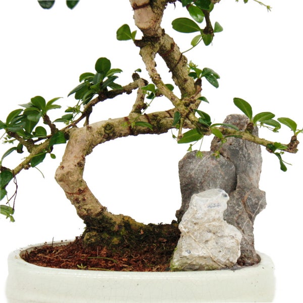 Bonsai Fukientee - Carmona microphylla - Dekorative Felslandschaft - ca. 8 Jahre