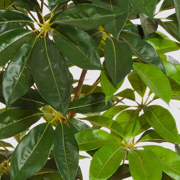 Detailansicht der glänzenden grünen Blätter einer Schefflera Amate Strahlenaralie.