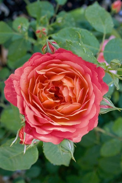 Rosa 'Queen of Hearts', Rose, kräftig rosa, 5-7,5 Liter Container