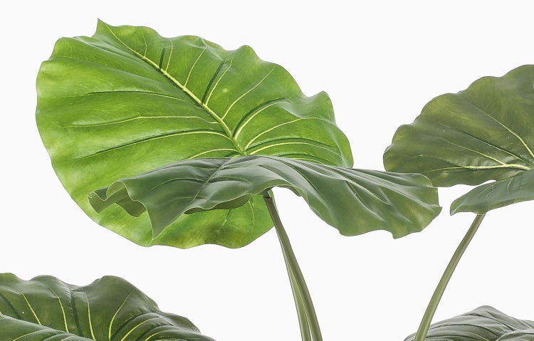 Große grüne Blätter einer künstlichen Alocasia Pflanze mit markanten Blattadern.