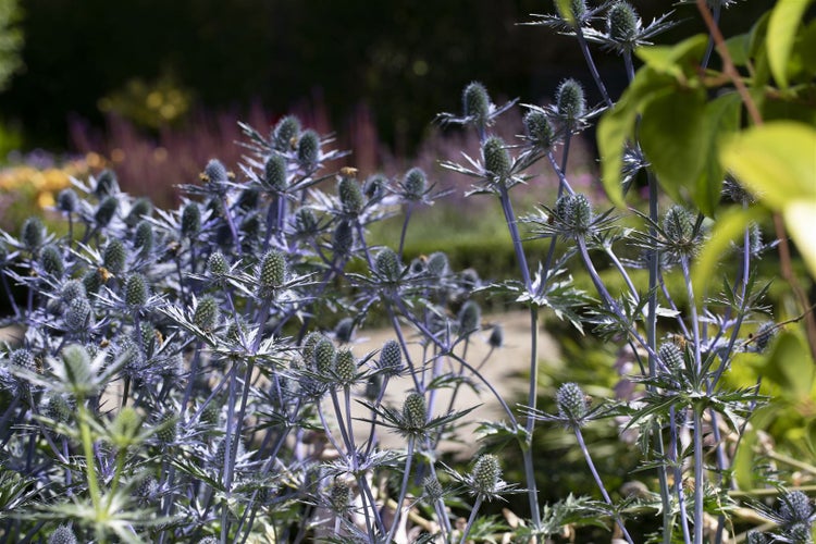 Eryngium planum, Flachblatt-Mannstreu, stahlblau, ca. 9x9 cm Topf