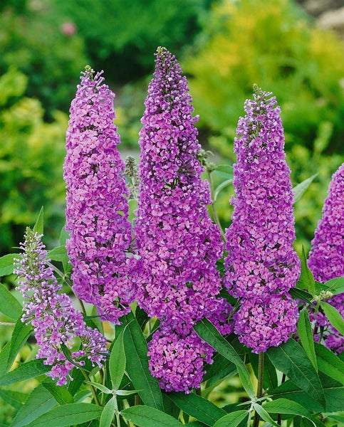 Buddleja davidii 'Ile de France', Schmetterlingsflieder, 60–100 cm