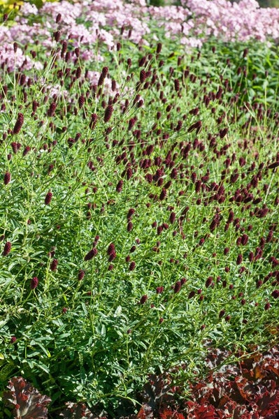 Sanguisorba officinalis, Großer Wiesenknopf, ca. 9x9 cm Topf