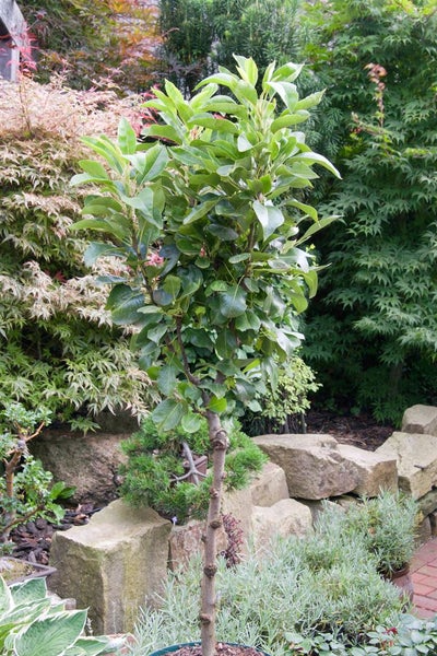 Pyrus communis 'Zwergbirne', Zwergbirne, kompakt, 60 cm