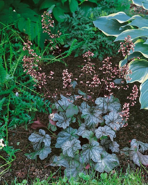 Heuchera americana 'Dale', Purpurglöckchen, grün, ca. 9x9 cm Topf