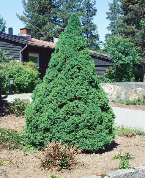 Picea glauca 'Conica', Zuckerhutfichte, kompakt, 40–50 cm