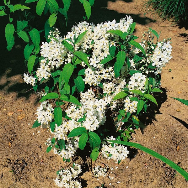 Deutzia magnifica, Maiblumenstrauch, weiß, 60–80 cm