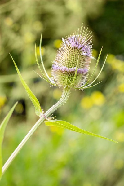 Dipsacus fullonum, Wilde Karde, ca. 9x9 cm Topf