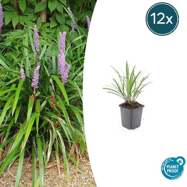 Nahaufnahme von kriechendem Günsel mit blauvioletten Blüten