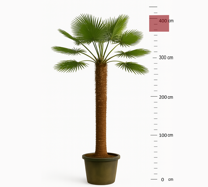 PALME TRACHYCARPUS FORTUNEI HÖHE 400CM Winterhärte: bis –19 °C