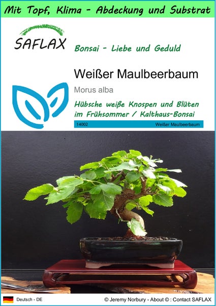 SAFLAX Garden to go - Weißer Maulbeerbaum - Morus alba - 200 Samen - Mit Topf, Klima - Deckel und Anzuchtsubstrat