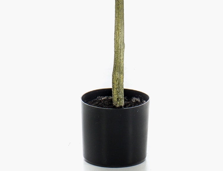 Künstliche Grünpflanze im schwarzen Topf mit dichten, spitzen Blättern.