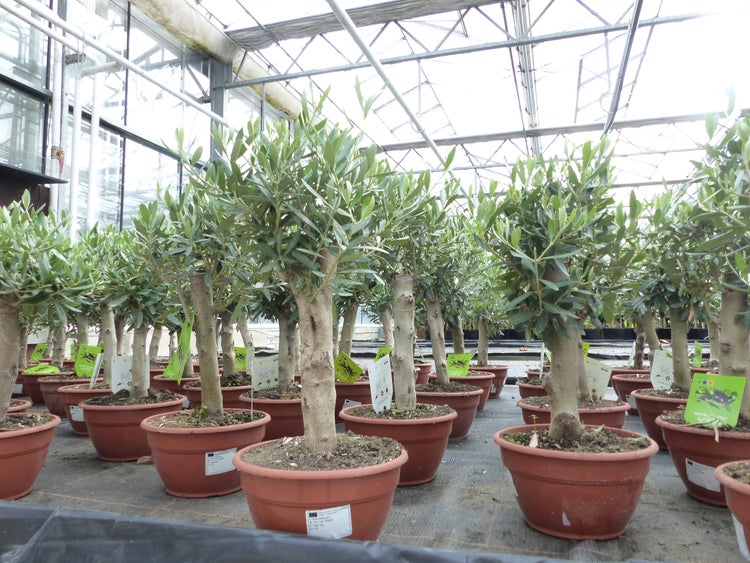 Olivenbaum Bonsai Formgehölz, Olive winterhart, Olea europaea 50 - 60 cm