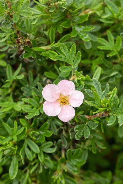 Potentilla 'Pink Queen', Fingerstrauch, rosa Blüten, 30–40 cm