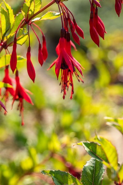 Fuchsia magellanica 'Gracilis', Fuchsie, zweifarbig, 30–40 cm