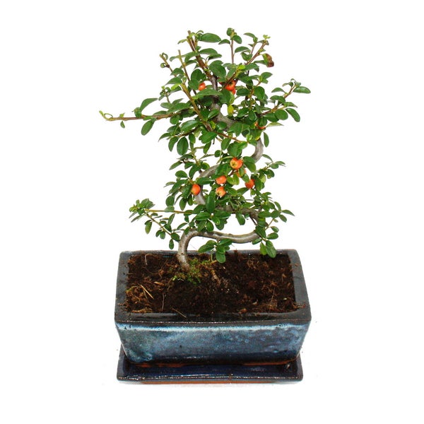 Outdoor-Bonsai - Cotoneaster - Zwergmispel - ca. 3-4 Jahre - incl. Untersetzer