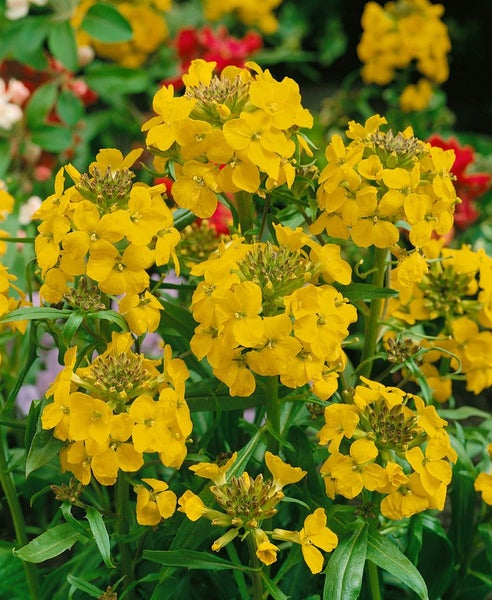 Gelbe Goldlackblüten mit grünen Blättern