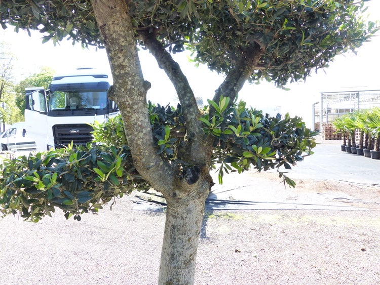 Olivenbaum 4 Pon Pon Bonsai Formgehölz Gartenbonsai Olea europaea Olive winterhart